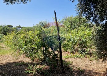 Giardino - Terreno agricolo Tre Cipolle
 
snc, Minturno - foto 15