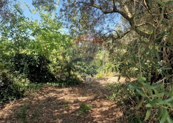 Giardino - Terreno agricolo Tre Cipolle
 
snc, Minturno - foto 18