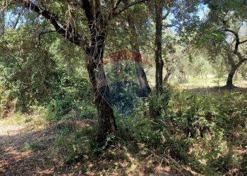 Giardino - Terreno agricolo Tre Cipolle
 
snc, Minturno - foto 20