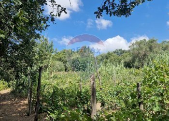 Giardino - Terreno agricolo Tre Cipolle
 
snc, Minturno - foto 21