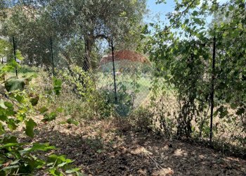 Giardino - Terreno agricolo Tre Cipolle
 
snc, Minturno - foto 22