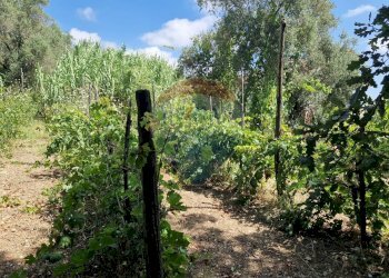 Giardino - Terreno agricolo Tre Cipolle
 
snc, Minturno - foto 24