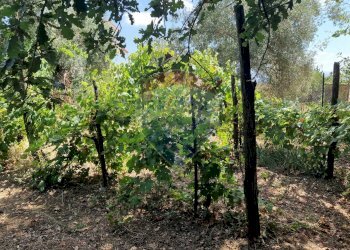 Giardino - Terreno agricolo Tre Cipolle
 
snc, Minturno - foto 26