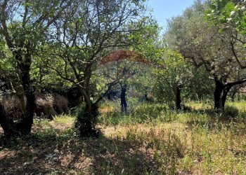 Giardino - Terreno agricolo Tre Cipolle
 
snc, Minturno - foto 34