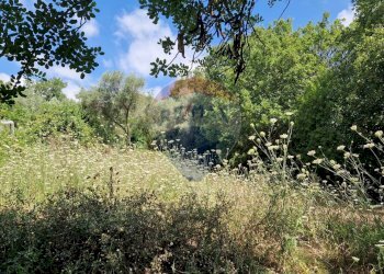 Giardino - Terreno agricolo Tre Cipolle
 
snc, Minturno - foto 36