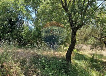 Giardino - Terreno agricolo Tre Cipolle
 
snc, Minturno - foto 37