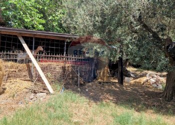 Giardino - Terreno agricolo Tre Cipolle
 
snc, Minturno - foto 38