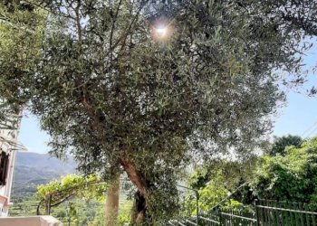 Giardino - Rustico via Santa Barbara, Minturno - foto 5