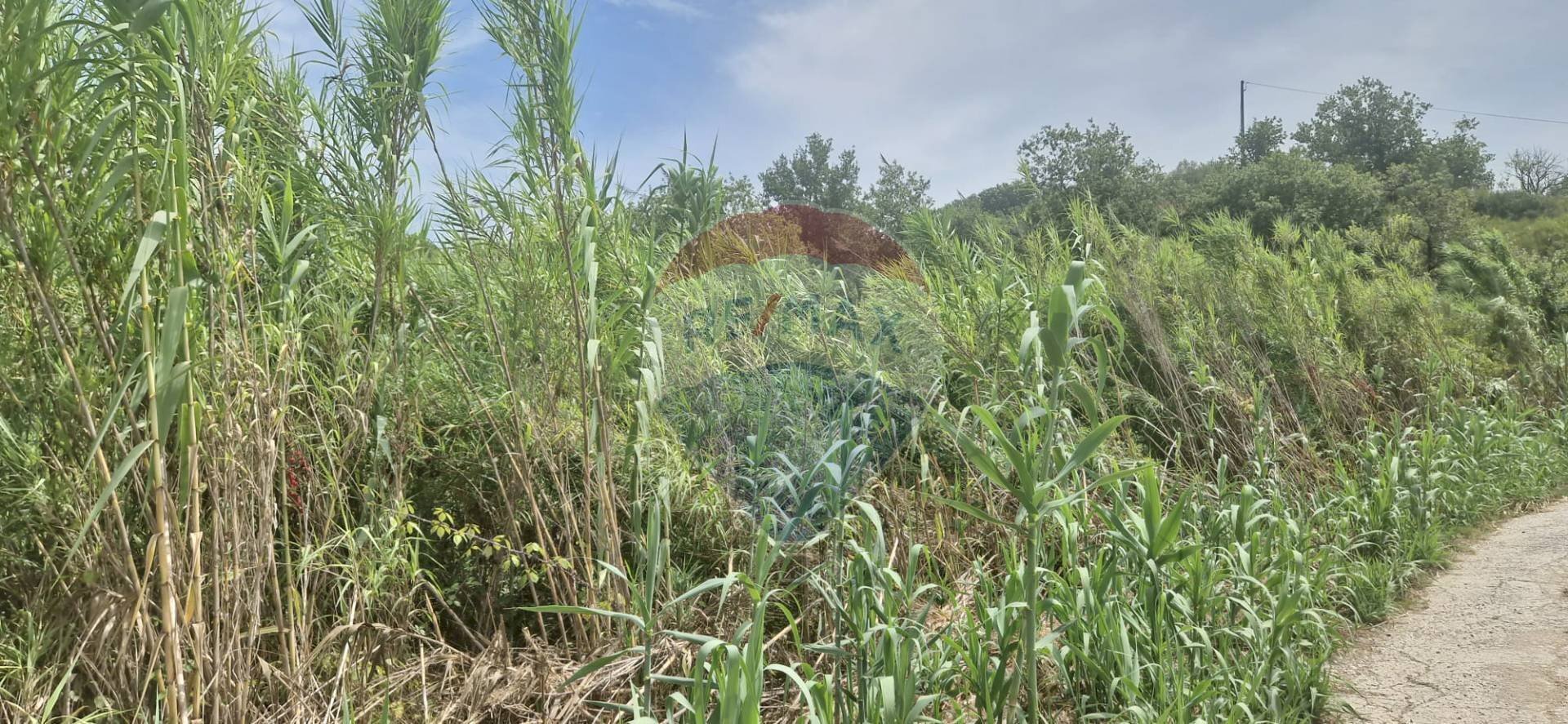 Giardino - Terreno agricolo Minturno - foto 2