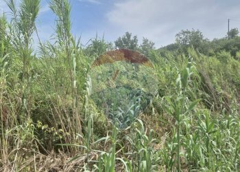 Giardino - Terreno agricolo Minturno - foto 2