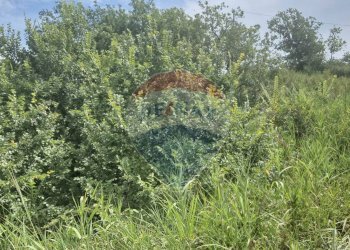 Giardino - Terreno agricolo Minturno - foto 4