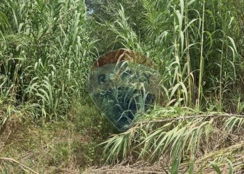 Giardino - Terreno agricolo Minturno - foto 6