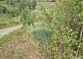 Giardino - Terreno agricolo Minturno - foto 8