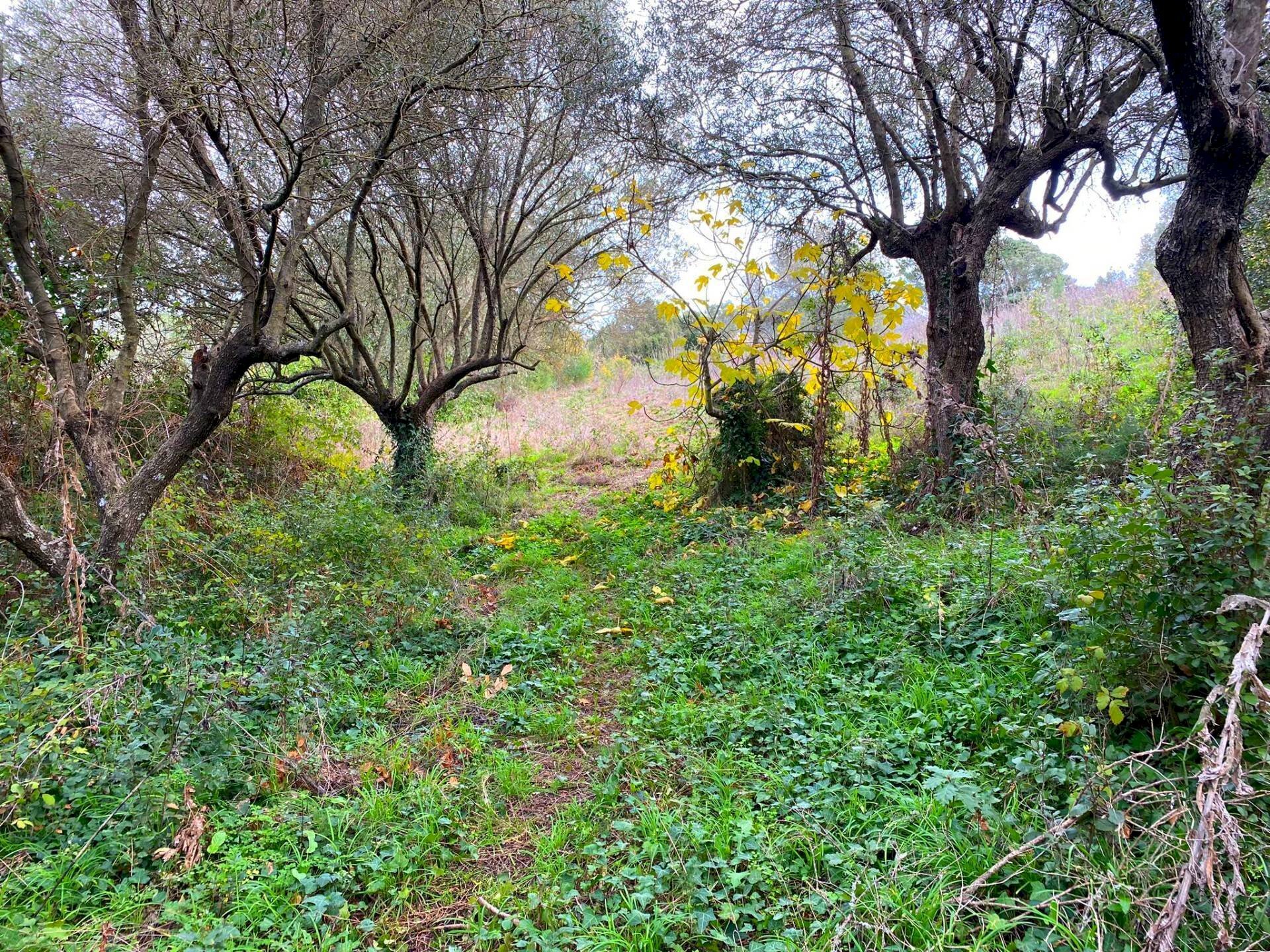 Foto 2 - Casa indipendente Via Luras - Loc. Toveddu
 
11, Luras - foto 2