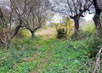 Foto 2 - Casa indipendente Via Luras - Loc. Toveddu
 
11, Luras - foto 2