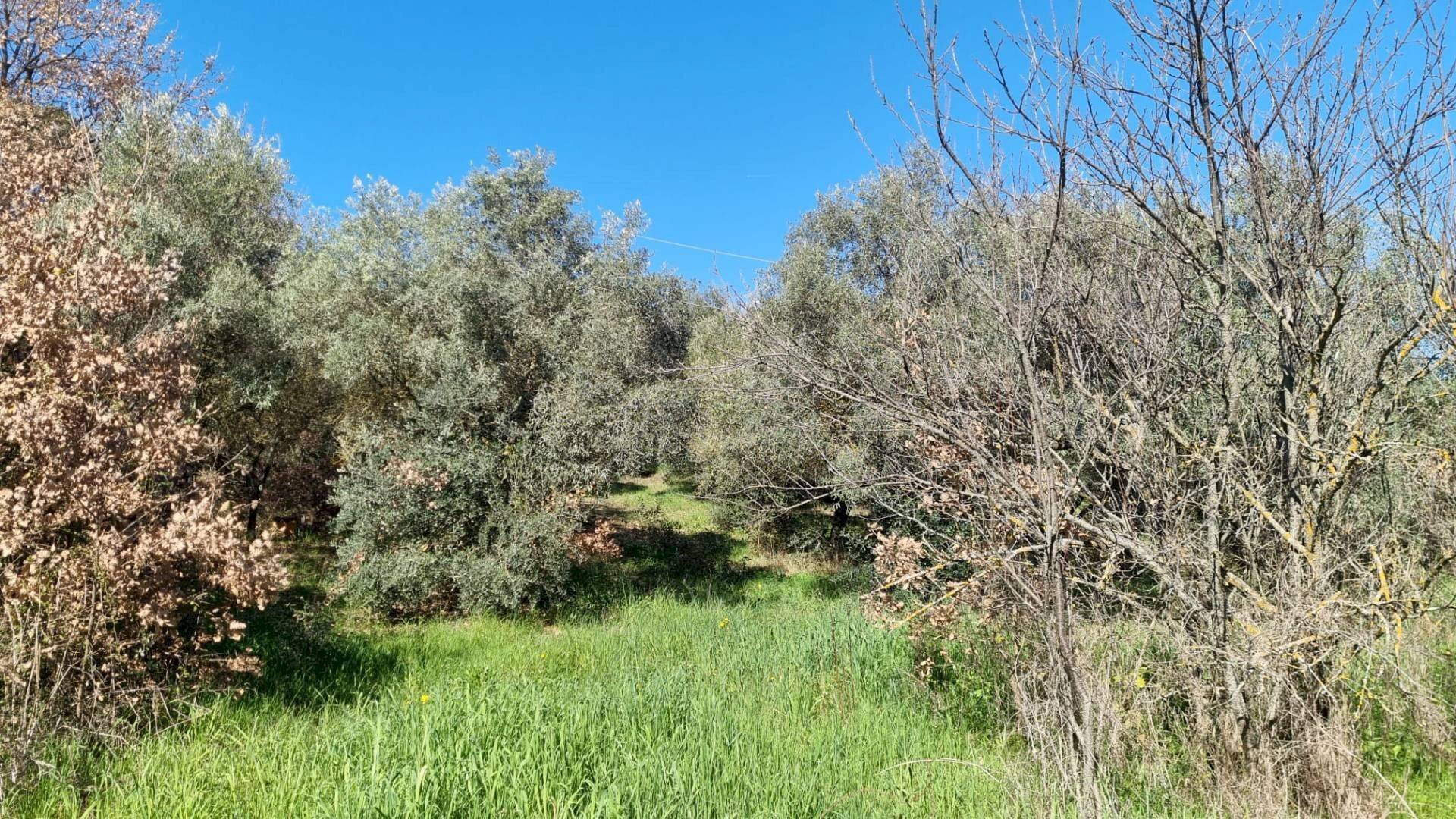 Foto 3 - Rustico Localita' Casiddone
 
SNC, Ozieri - foto 3