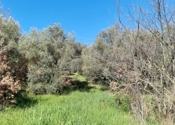 Foto 3 - Rustico Localita' Casiddone
 
SNC, Ozieri - foto 3