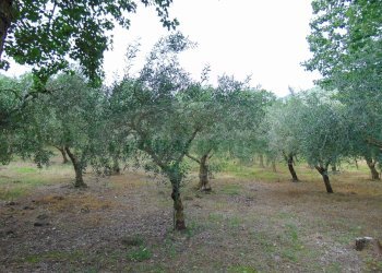 Foto 9 - Terreno agricolo mugnano del cardinale, Mugnano del Cardinale - foto 9