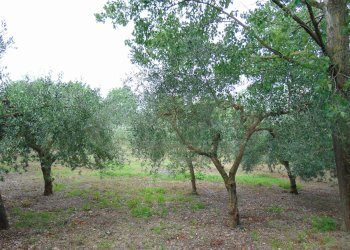 Foto 10 - Terreno agricolo mugnano del cardinale, Mugnano del Cardinale - foto 10