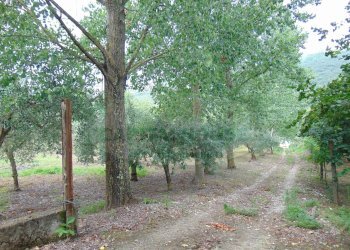 Foto 11 - Terreno agricolo mugnano del cardinale, Mugnano del Cardinale - foto 11