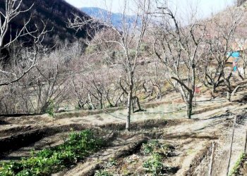 Foto 6 - Terreno agricolo quadrelle, Quadrelle - foto 6