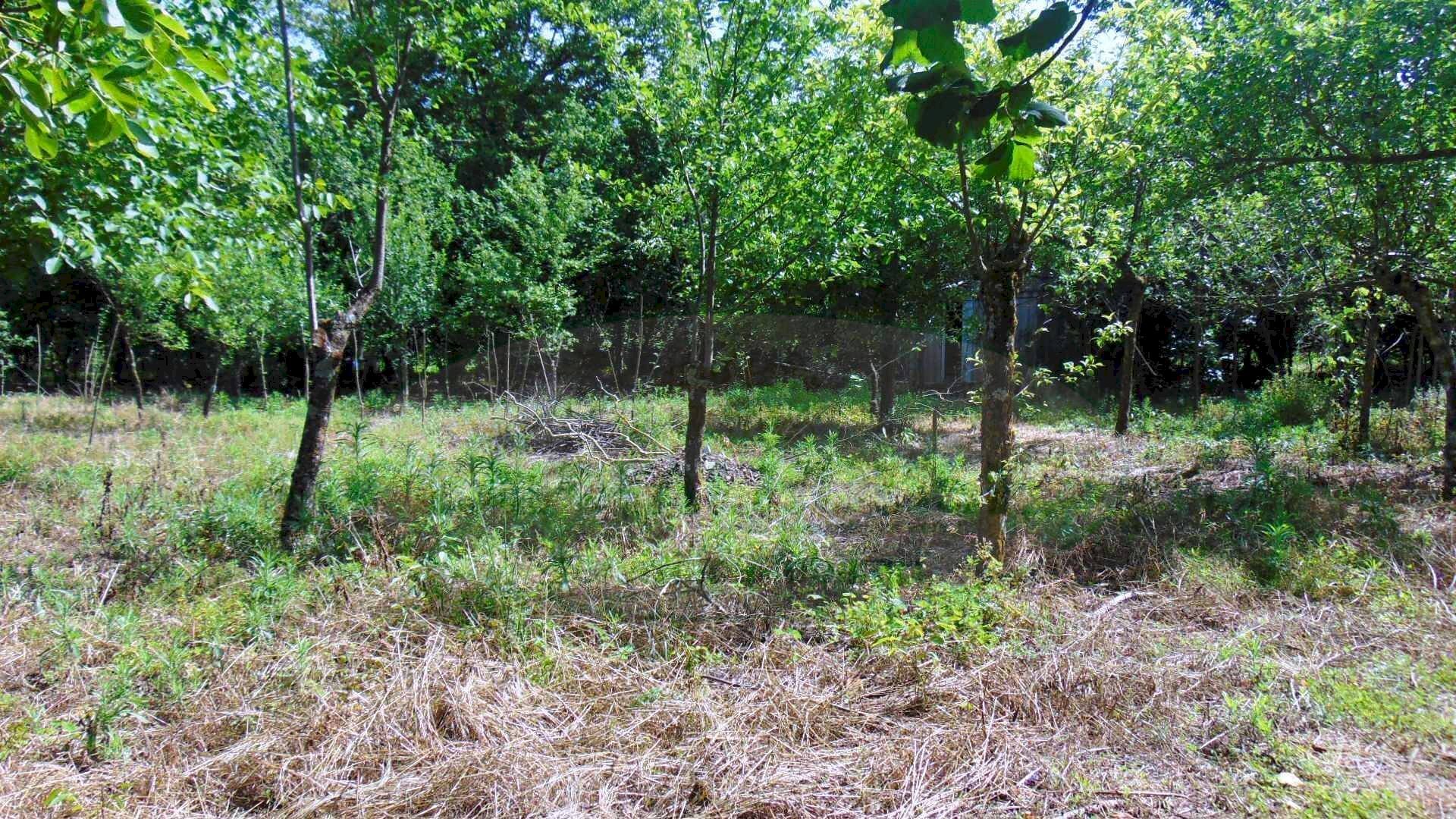 Foto 2 - Terreno agricolo baiano, Baiano - foto 2