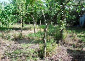 Foto 6 - Terreno agricolo baiano, Baiano - foto 6