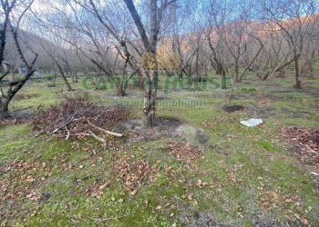 Foto 3 - Terreno agricolo mugnano del cardinale, Mugnano del Cardinale - foto 3