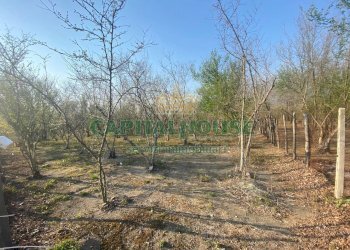 Foto 5 - Terreno agricolo mugnano del cardinale, Mugnano del Cardinale - foto 5