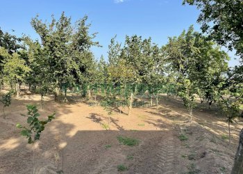 Foto 4 - Terreno agricolo avella, Avella - foto 4