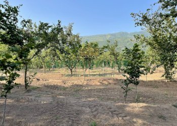 Foto 5 - Terreno agricolo avella, Avella - foto 5