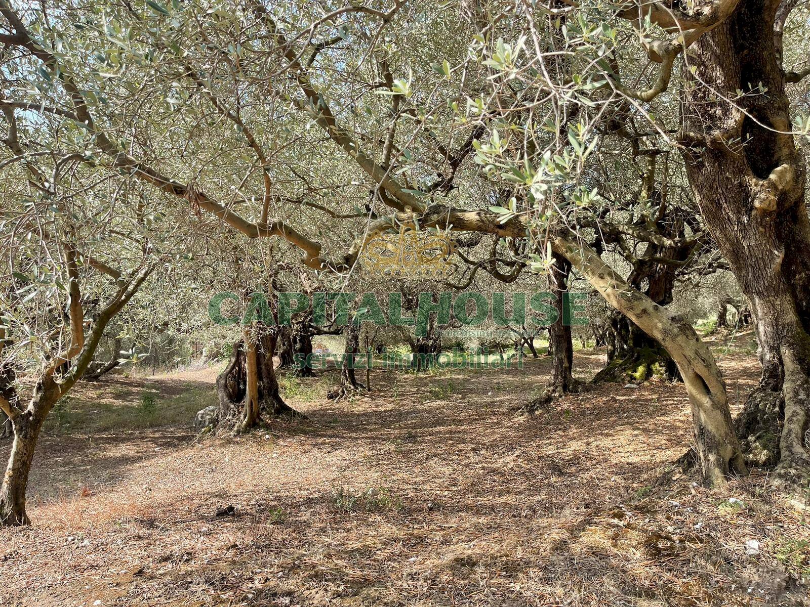 Foto 3 - Terreno agricolo avella, Avella - foto 3