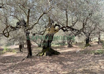 Foto 5 - Terreno agricolo avella, Avella - foto 5