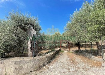 Foto 7 - Terreno agricolo avella, Avella - foto 7