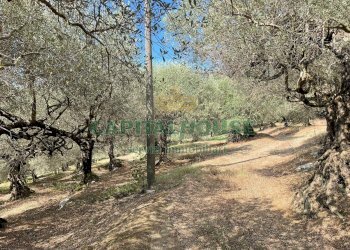 Foto 8 - Terreno agricolo avella, Avella - foto 8