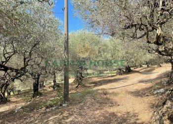 Foto 9 - Terreno agricolo avella, Avella - foto 9