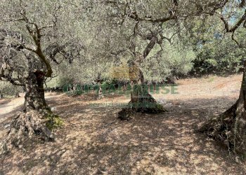 Foto 10 - Terreno agricolo avella, Avella - foto 10