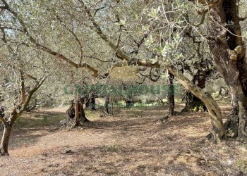 Foto 12 - Terreno agricolo avella, Avella - foto 12