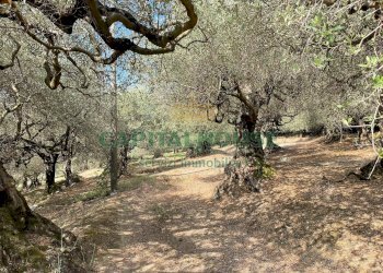 Foto 18 - Terreno agricolo avella, Avella - foto 18