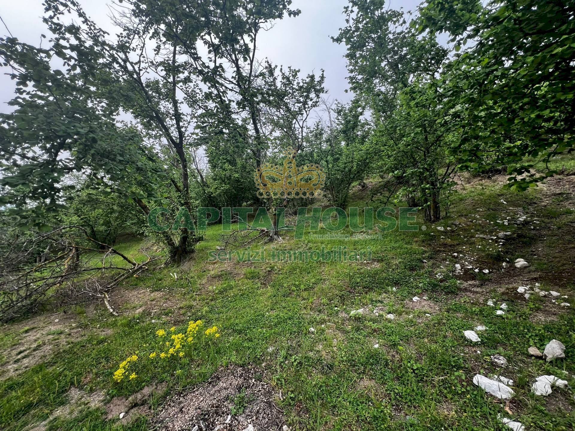 Foto 3 - Terreno agricolo mugnano del cardinale, Mugnano del Cardinale - foto 3