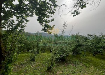 Foto 6 - Terreno agricolo mugnano del cardinale, Mugnano del Cardinale - foto 6