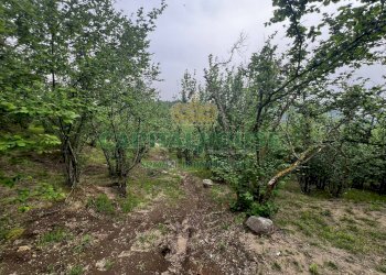 Foto 17 - Terreno agricolo mugnano del cardinale, Mugnano del Cardinale - foto 17