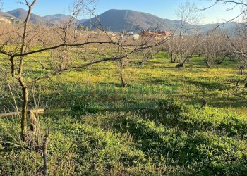 Foto 5 - Terreno agricolo sirignano, Sirignano - foto 5