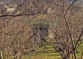 Foto 9 - Terreno agricolo sirignano, Sirignano - foto 9