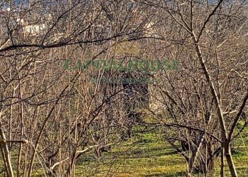 Foto 10 - Terreno agricolo sirignano, Sirignano - foto 10