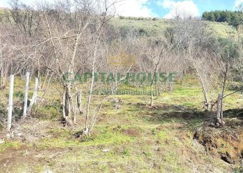 Foto 5 - Terreno agricolo sirignano, Sirignano - foto 5