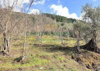 Foto 6 - Terreno agricolo sirignano, Sirignano - foto 6