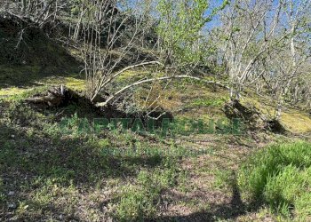 Foto 5 - Terreno agricolo mugnano del cardinale, Mugnano del Cardinale - foto 5