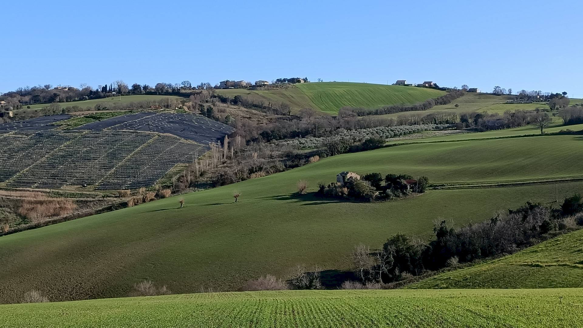 Foto 3 - Terreno agricolo Contrada Montenovo, Montelupone - foto 3
