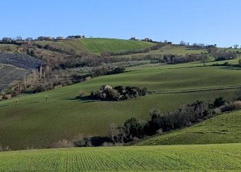 Foto 2 - Terreno agricolo Contrada Montenovo, Montelupone - foto 2